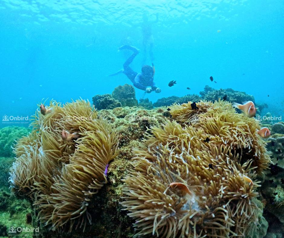 Trải nghiệm lặn ống thở khám phá san hô tại Khu rừng San hô (Coral Jungle Reef)
