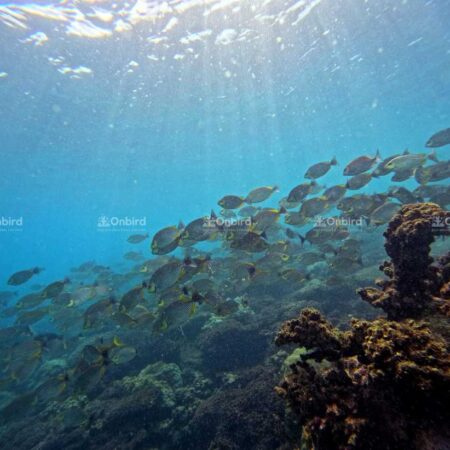 富國島天氣速報｜11 月 7 日－11 月 20 日
