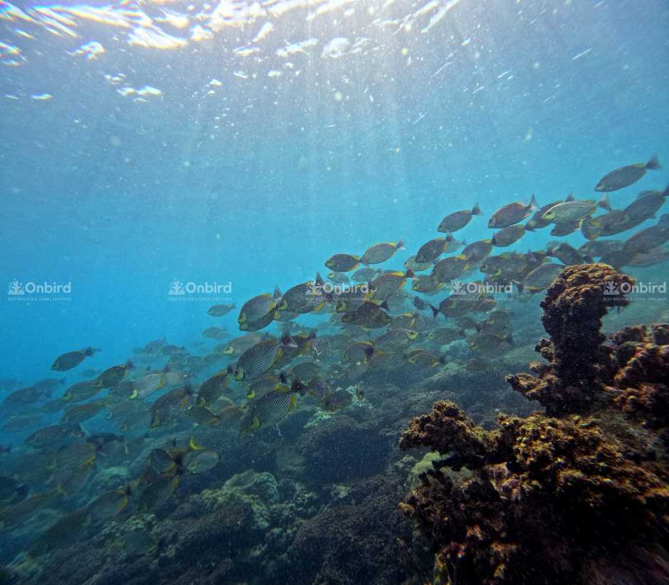 富國島天氣速報|11 月 7 日-11 月 20 日