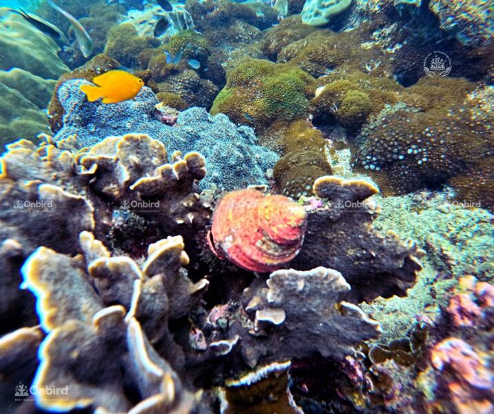 Hướng đến Sự Cân Bằng Tự Nhiên