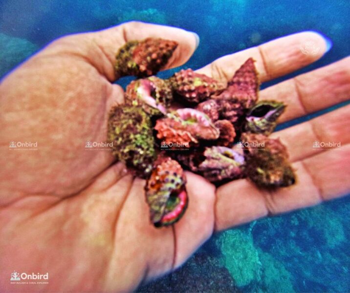 Kích Thước ốc Dâu