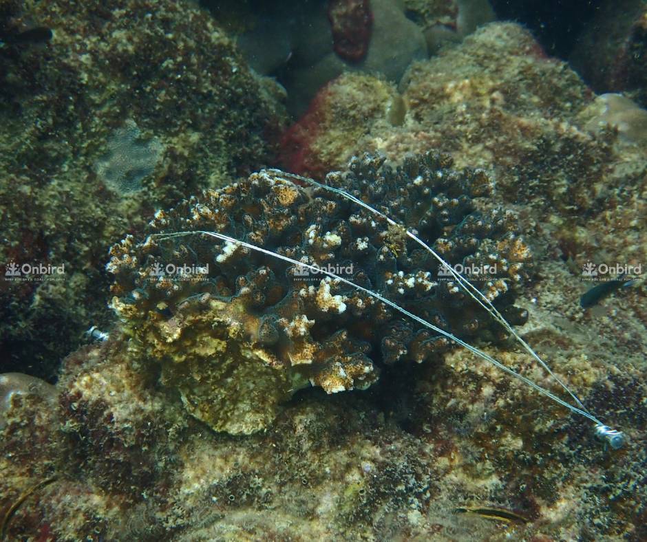 Phương pháp cấy đại mảnh