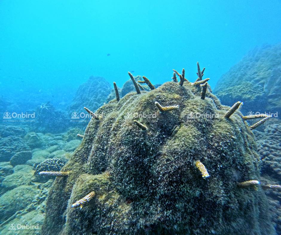 Phương pháp cấy vi mảnh