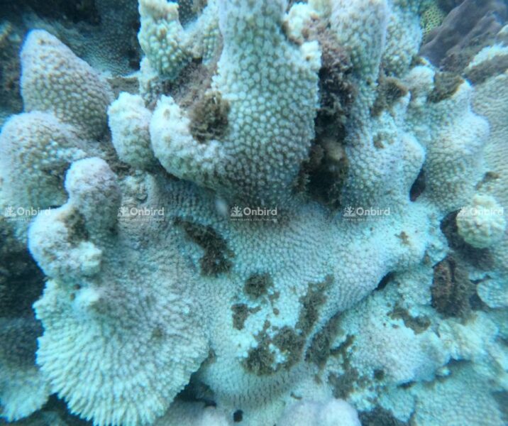 San Hô Tẩy Trắng 2024 (2)