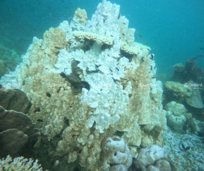 San Hô Tẩy Trắng 2024 (3)