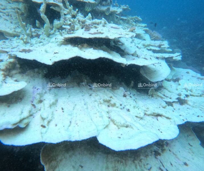 Hình ảnh san hô bị tẩy trắng tại Phú Quốc vào năm 2024