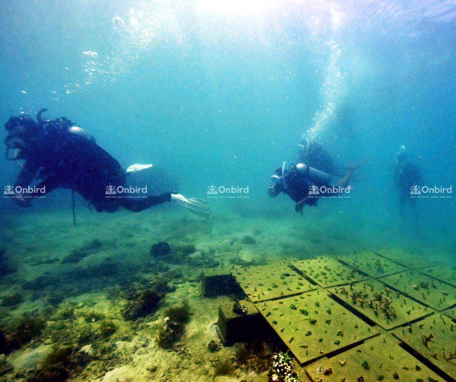 Đội ngũ OnBird và các nhà khoa học biển theo dõi quá trình phát triển tại khu vực bàn dưỡng san hô trong vườn ươm