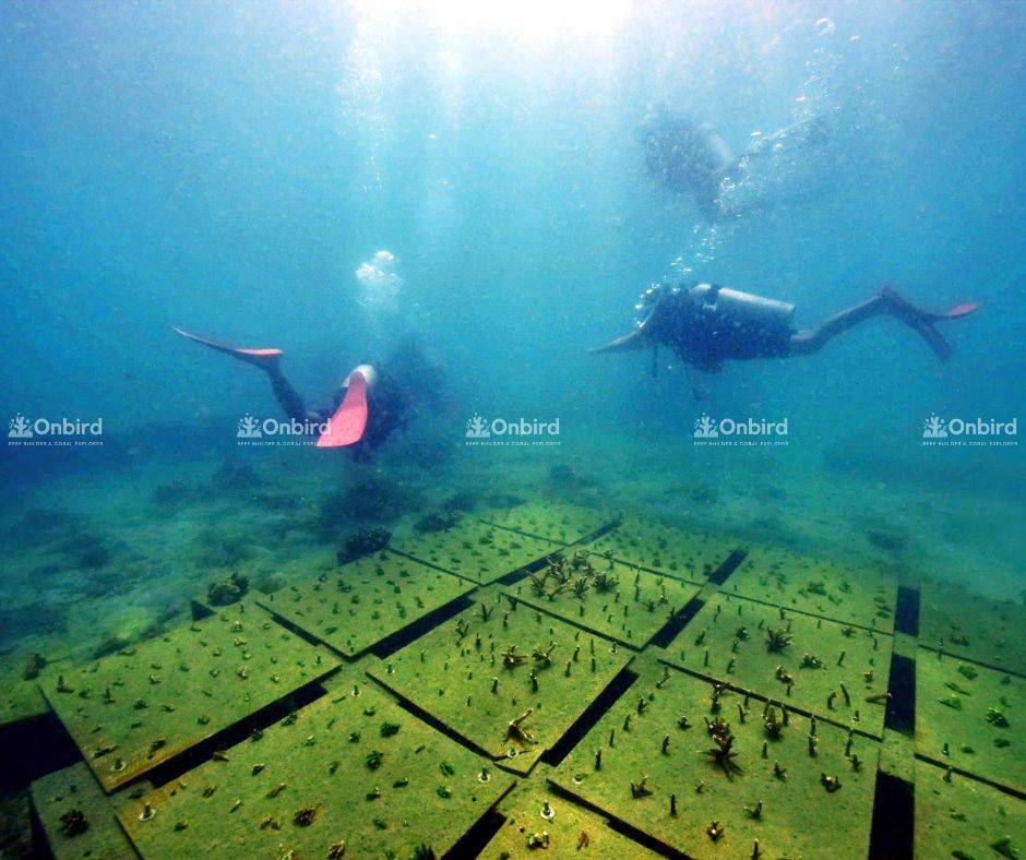 Đội ngũ OnBird và các nhà khoa học biển theo dõi quá trình phát triển tại khu vực bàn dưỡng san hô trong vườn ươm