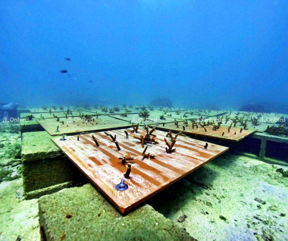 Đội ngũ OnBird và các nhà khoa học biển theo dõi quá trình phát triển tại khu vực bàn dưỡng san hô trong vườn ươm