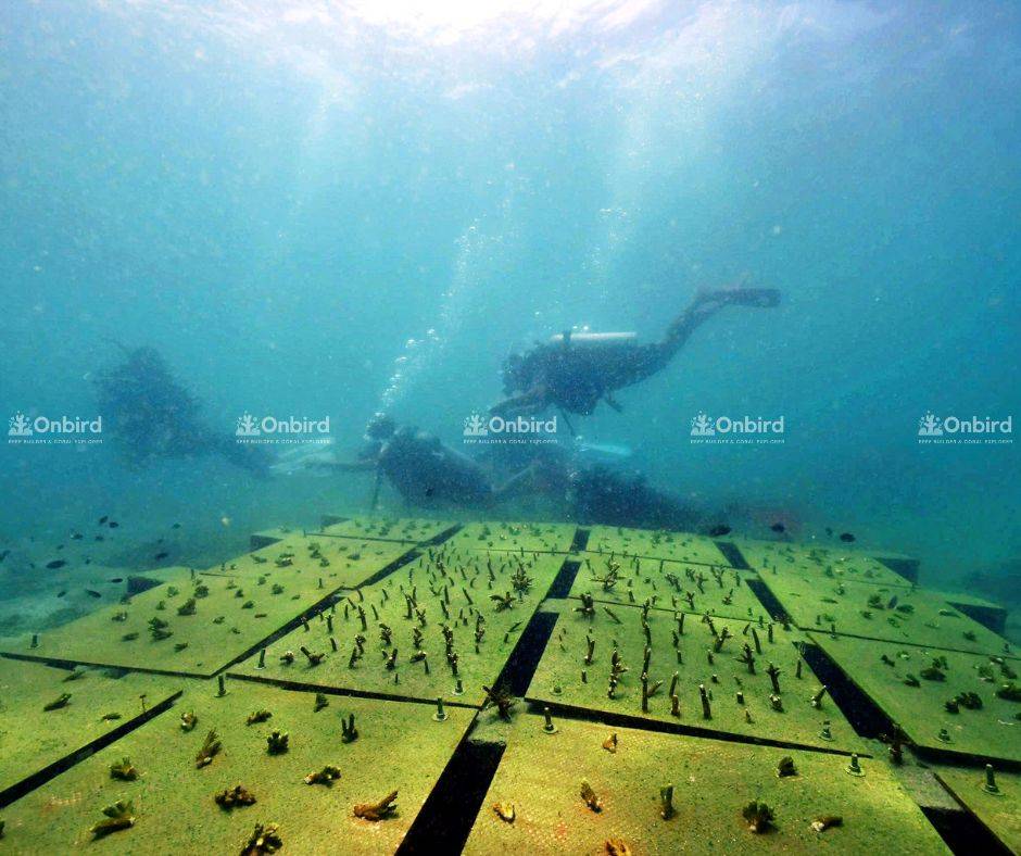 Đội ngũ OnBird và các nhà khoa học biển theo dõi quá trình phát triển tại khu vực bàn dưỡng san hô trong vườn ươm