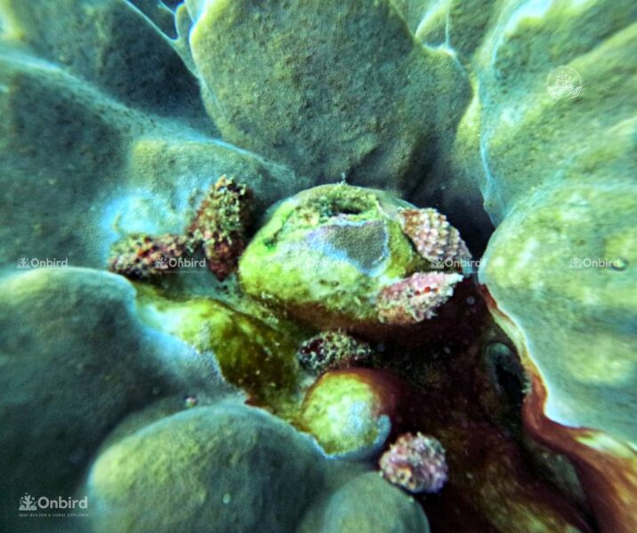 Ốc Dâu Tập Trung Thành đàn Tấn Công San Hô Porites