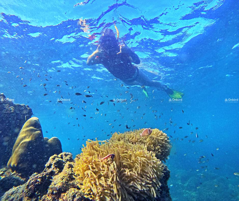 Lặn ống thở khám phá rạn san hô đa dạng