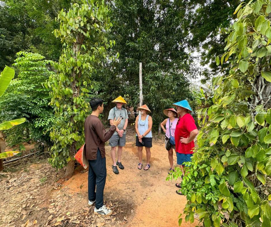 Trải nghiệm văn hóa: tham quan vườn tiêu Phú Quốc