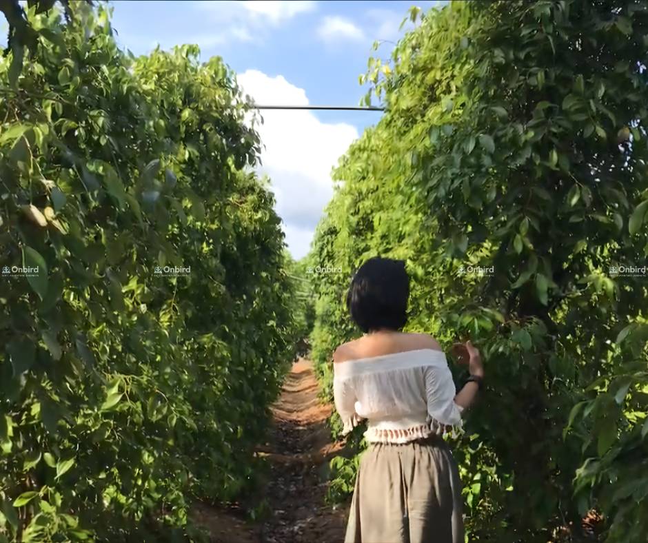 Trải nghiệm văn hóa: tham quan vườn tiêu Phú Quốc