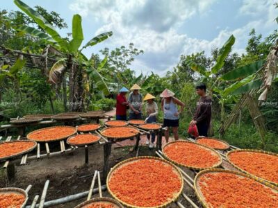 Trải nghiệm khám phá vườn tiêu Pepper Farm tại Phú Quốc