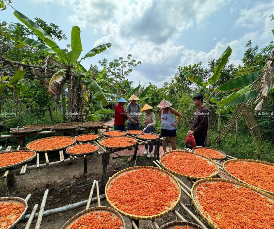 Trải nghiệm văn hóa: tham quan vườn tiêu Phú Quốc