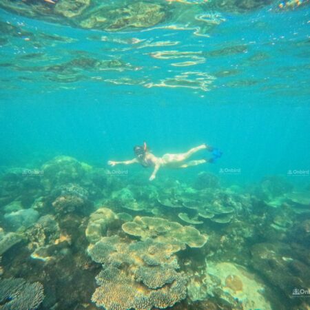 onbird phu quoc 4 islands and 2 reefs snorkeling