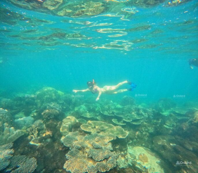 onbird phu quoc 4 islands and 2 reefs snorkeling