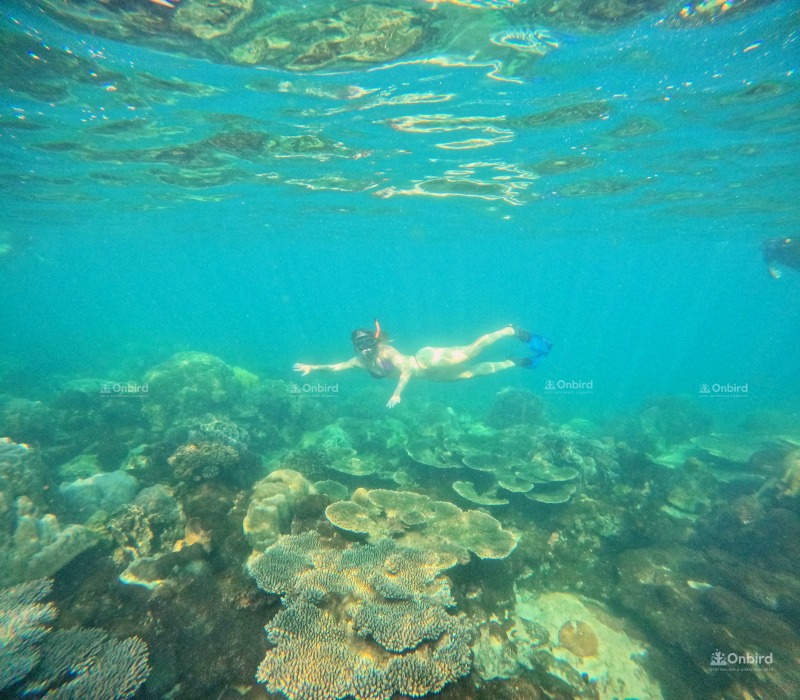 onbird phu quoc 4 islands and 2 reefs snorkeling