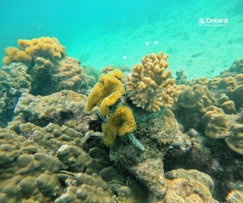 Phu quoc family snorkeling trip