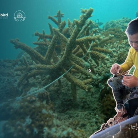 Onbird cay trong san ho phu quoc