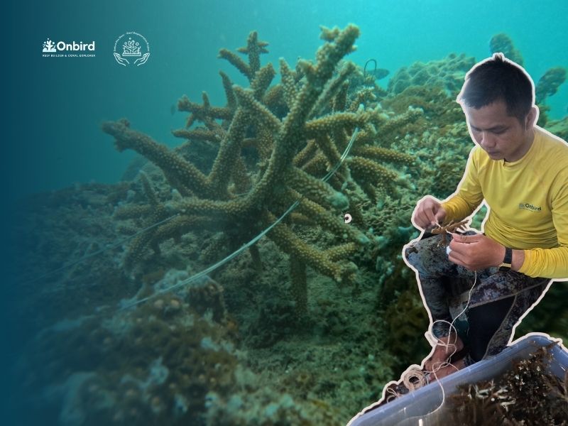 Onbird cay trong san ho phu quoc