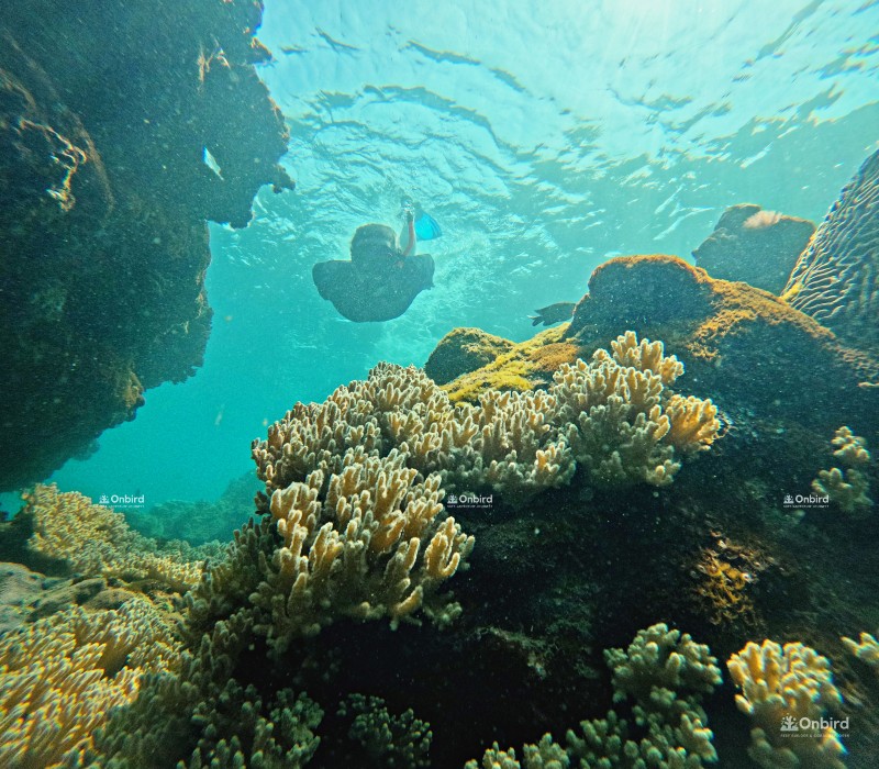 Phu Quoc snorkeling - a guest diving down into coral reef in South Phu Quoc