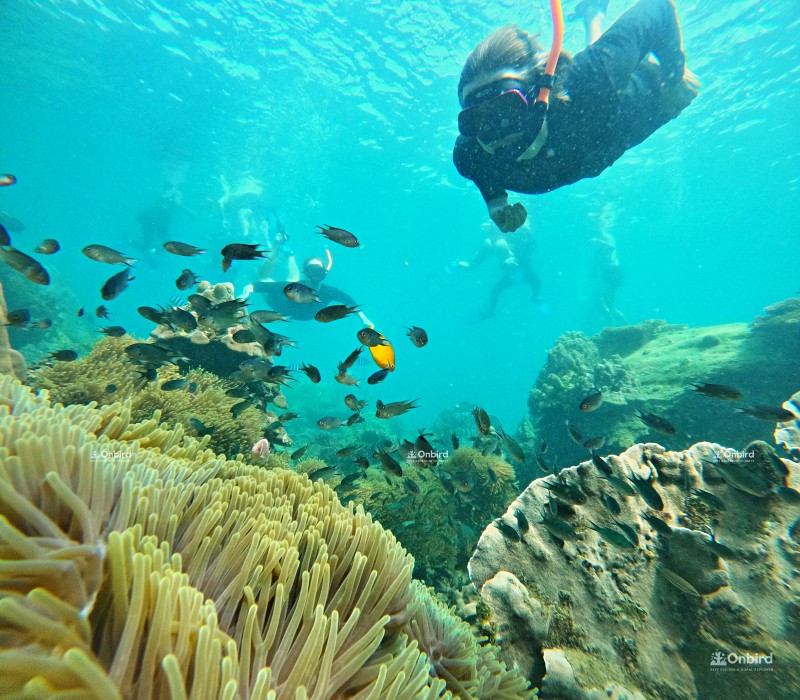 Phu Quoc snorkeling - a guest diving down into coral reef in South Phu Quoc