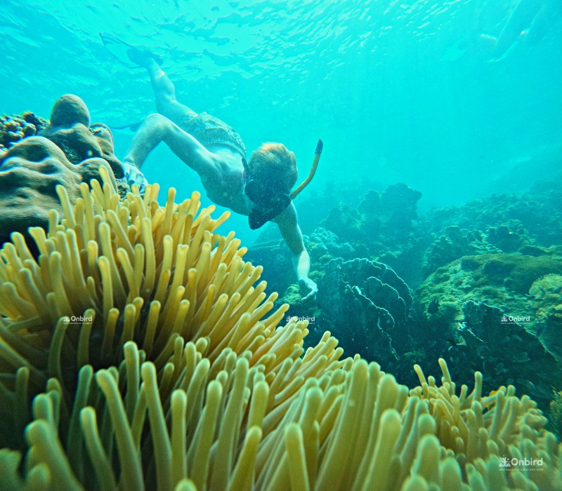 Phu Quoc snorkeling - a guest diving down into coral reef in South Phu Quoc