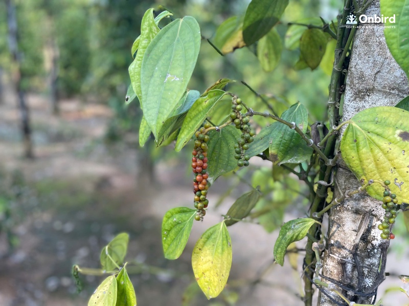Phu Quoc Pepper Farm