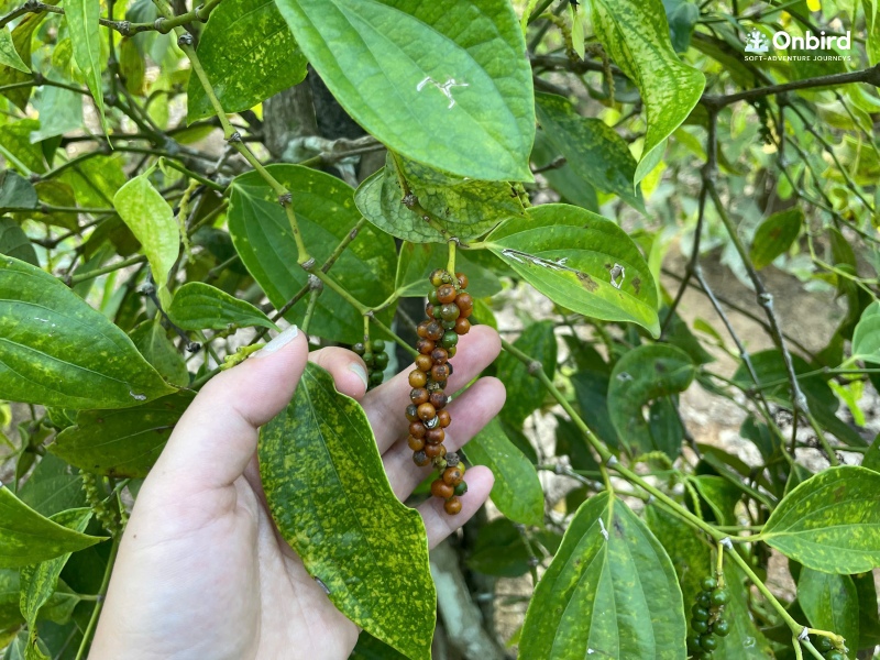 Phu Quoc Pepper Farm