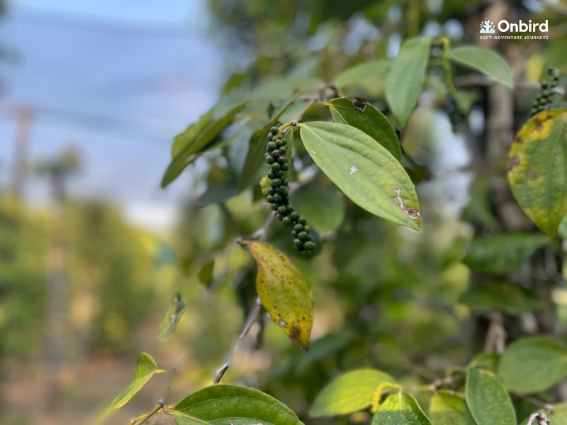 Phu Quoc Pepper Farm