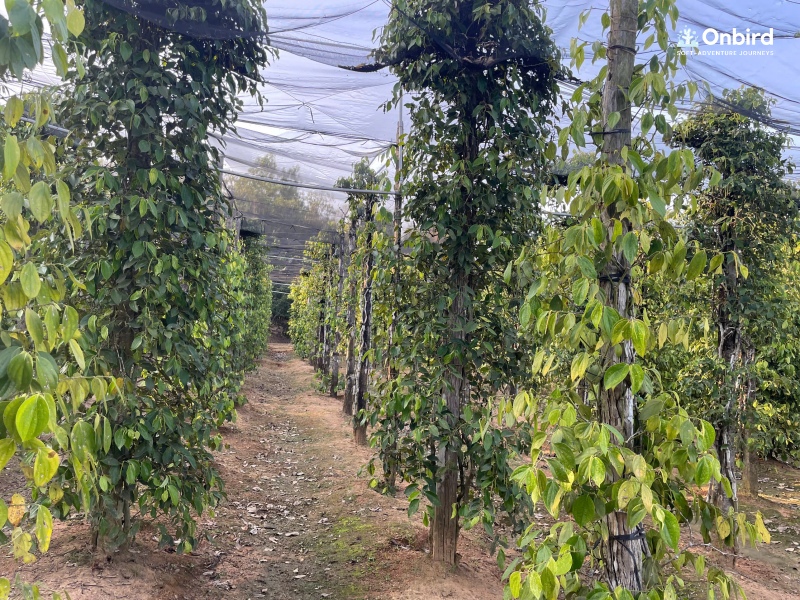 Phu Quoc Pepper Farm