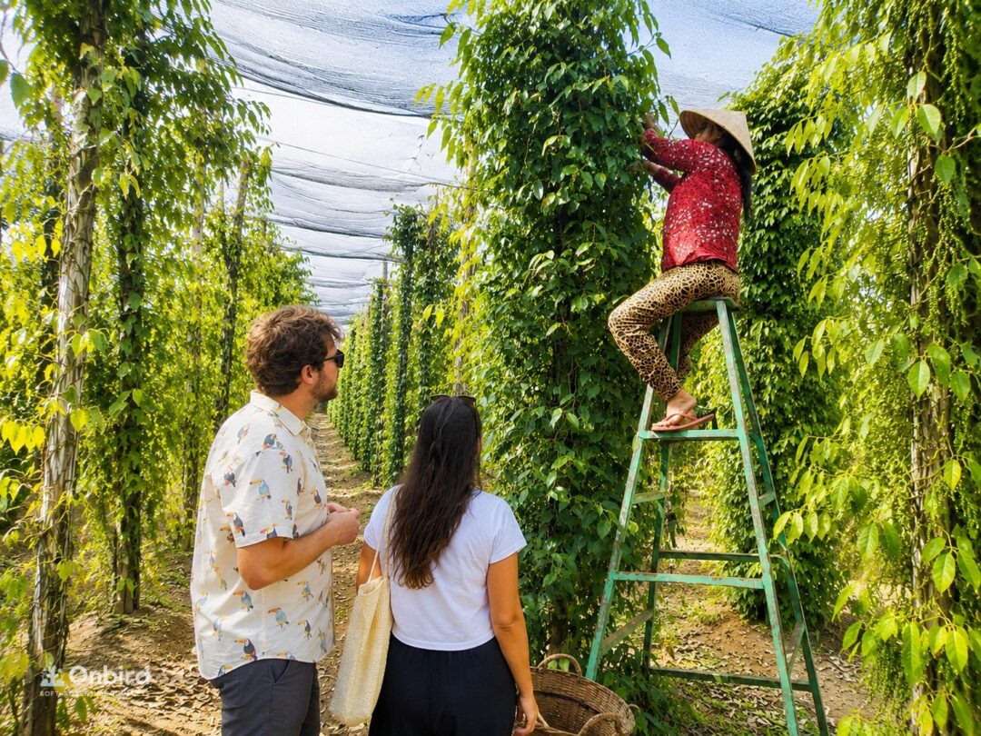 Phu Quoc Pepper Farm