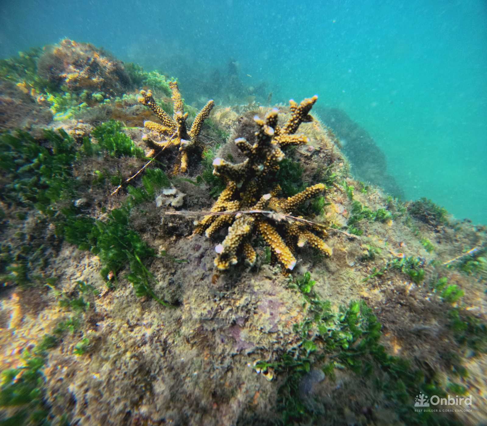 Dcim100goprogopr2298.jpg