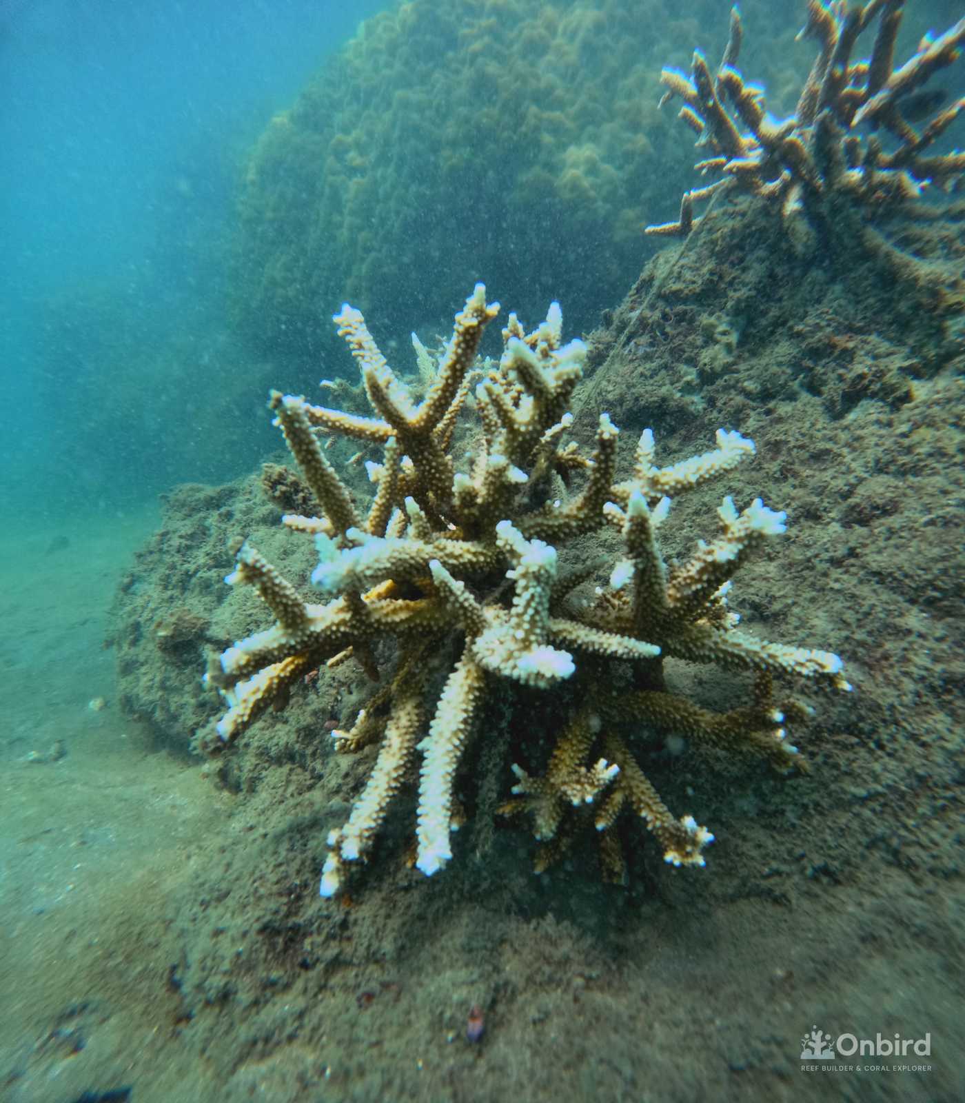 Dcim100goprogopr2304.jpg