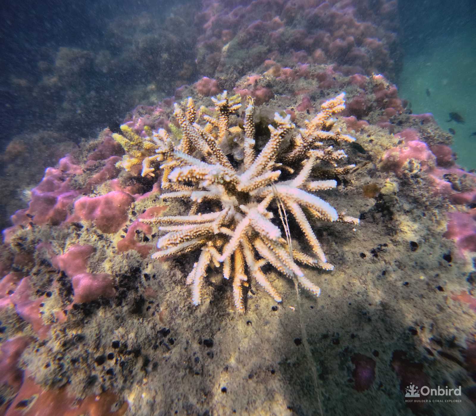 Dcim100goprogopr2308.jpg