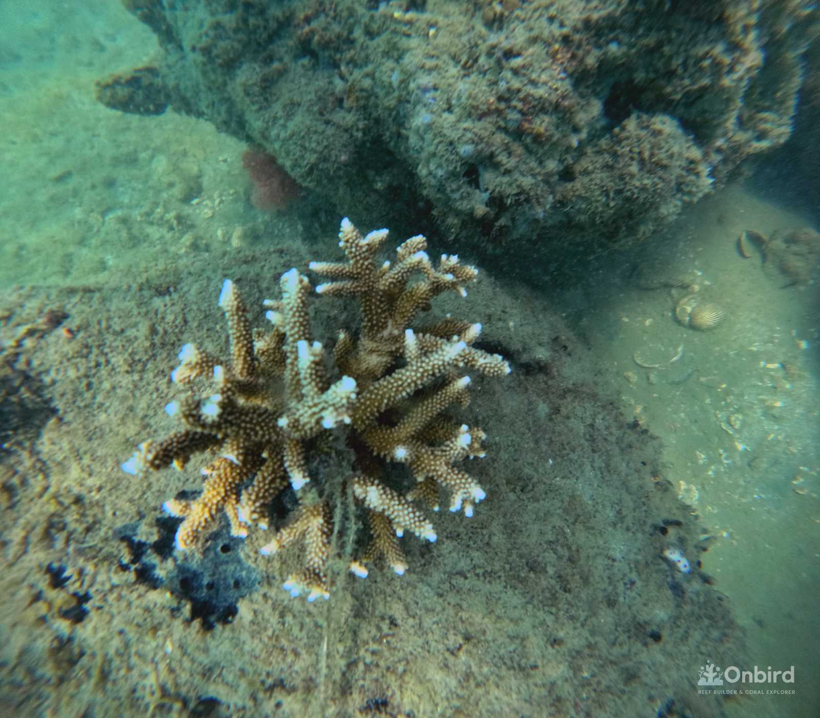 Planting Large Coral after 1 year in coral nursery garden