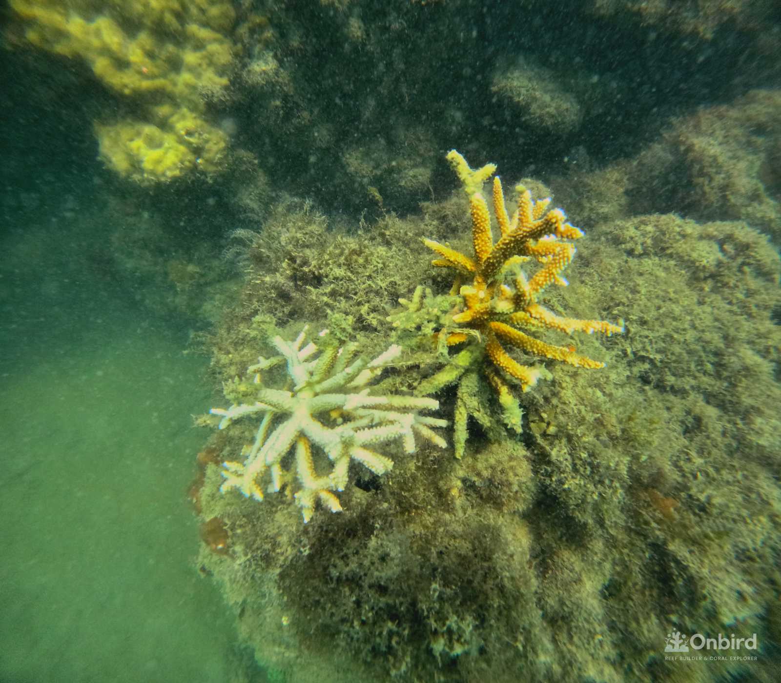 Dcim100goprogopr2316.jpg