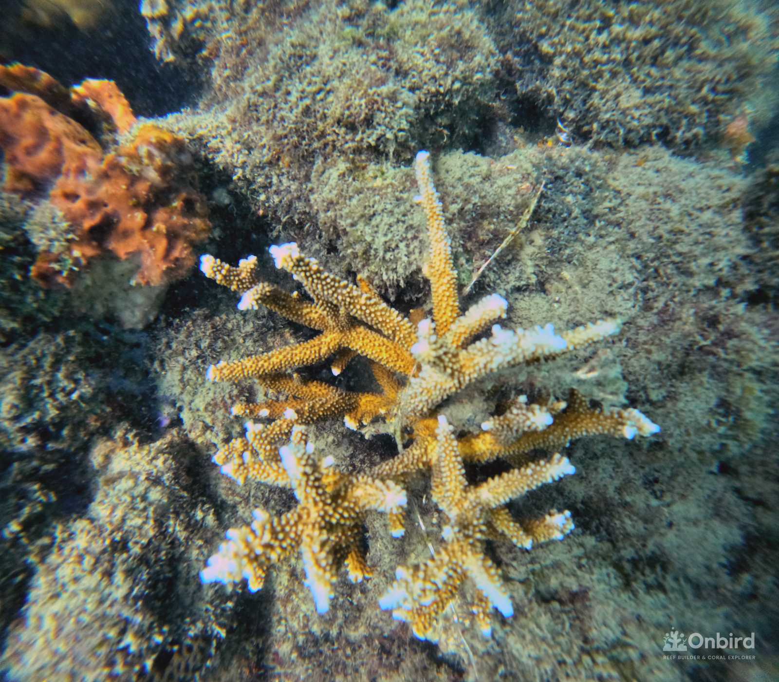 Dcim100goprogopr2318.jpg