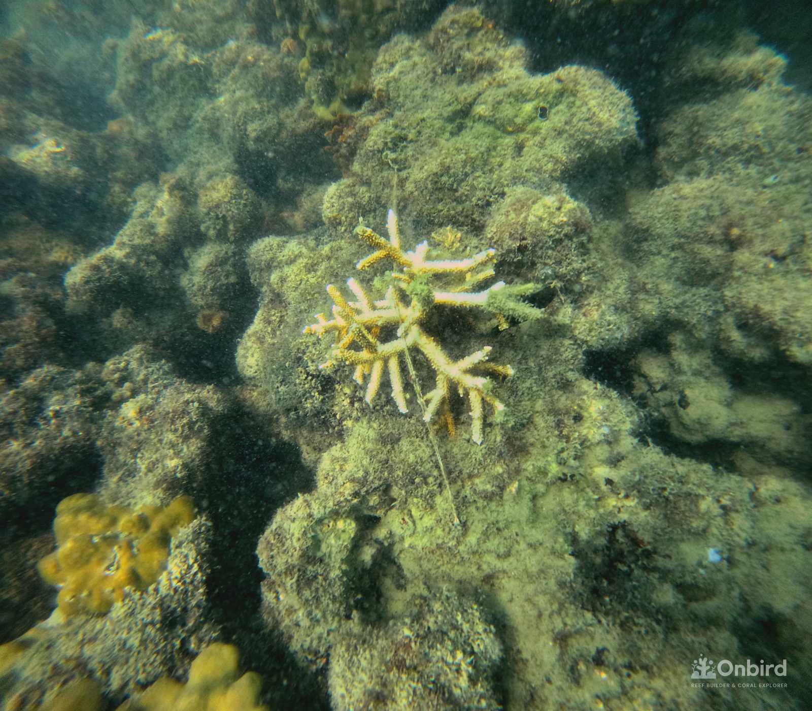 Dcim100goprogopr2319.jpg