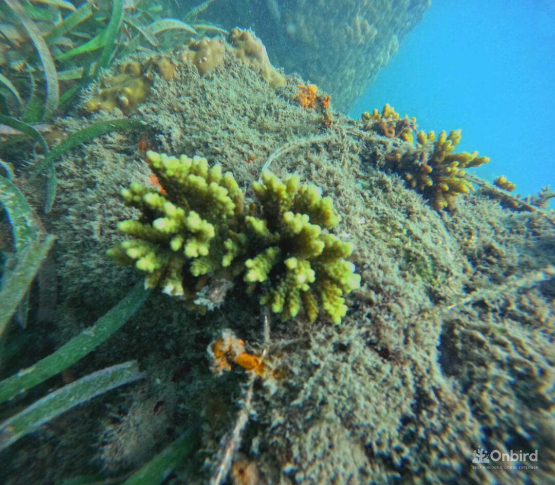 Coral Restoration at Sword Coral Reef, South Phu Quoc Island, Vietnam by OnBird