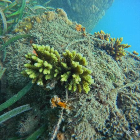 Coral Restoration at Sword Coral Reef, South Phu Quoc Island, Vietnam by OnBird