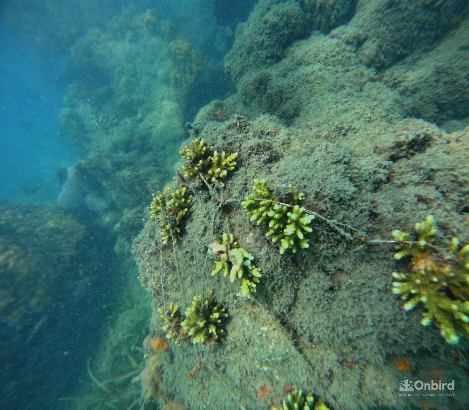 Planting Large Coral after 1 year in coral nursery garden