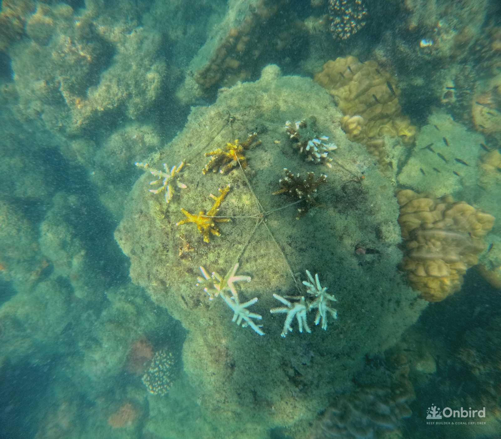 Planting Large Coral after 1 year in coral nursery garden