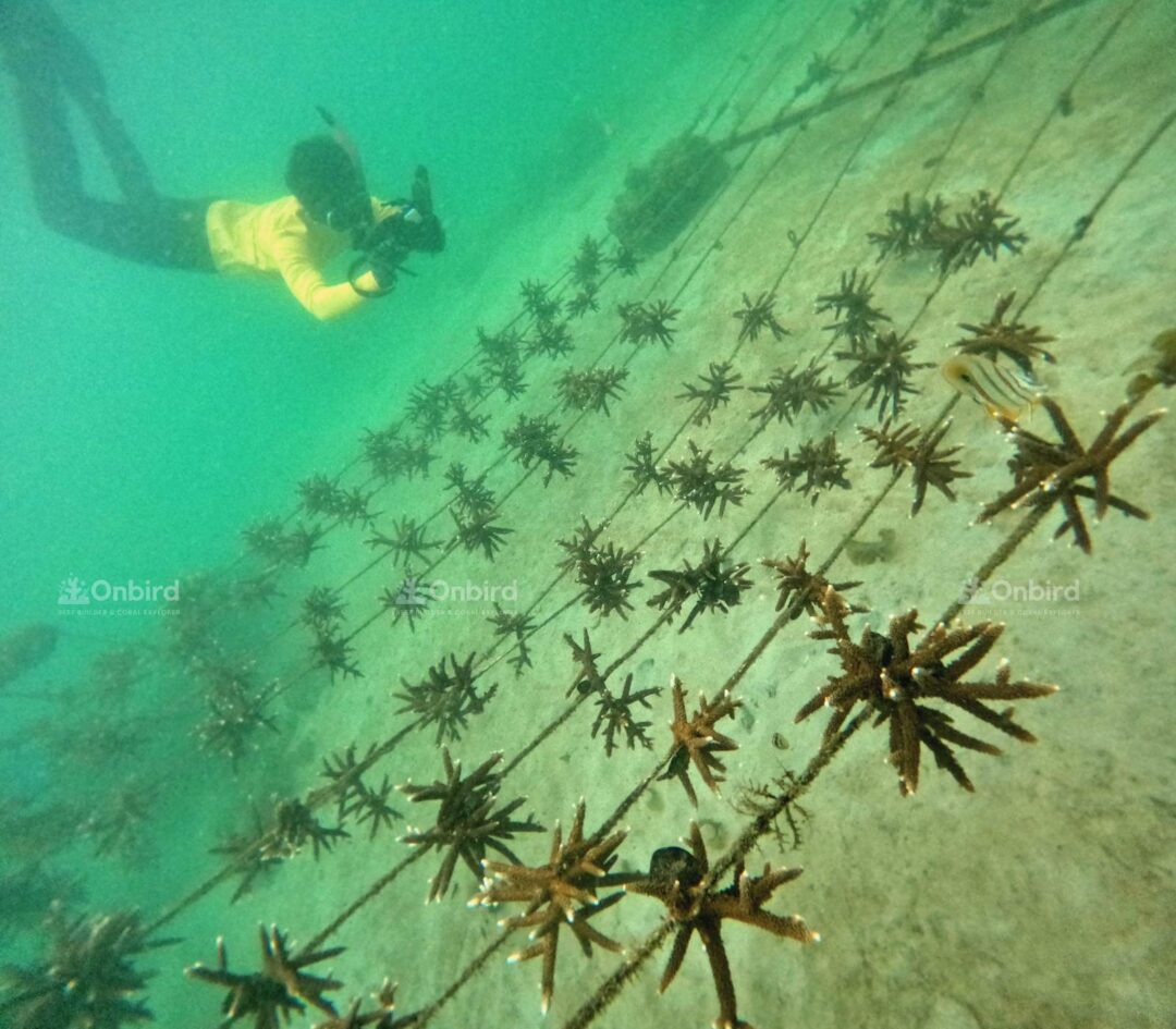Dcim115goprogopr9512.jpg