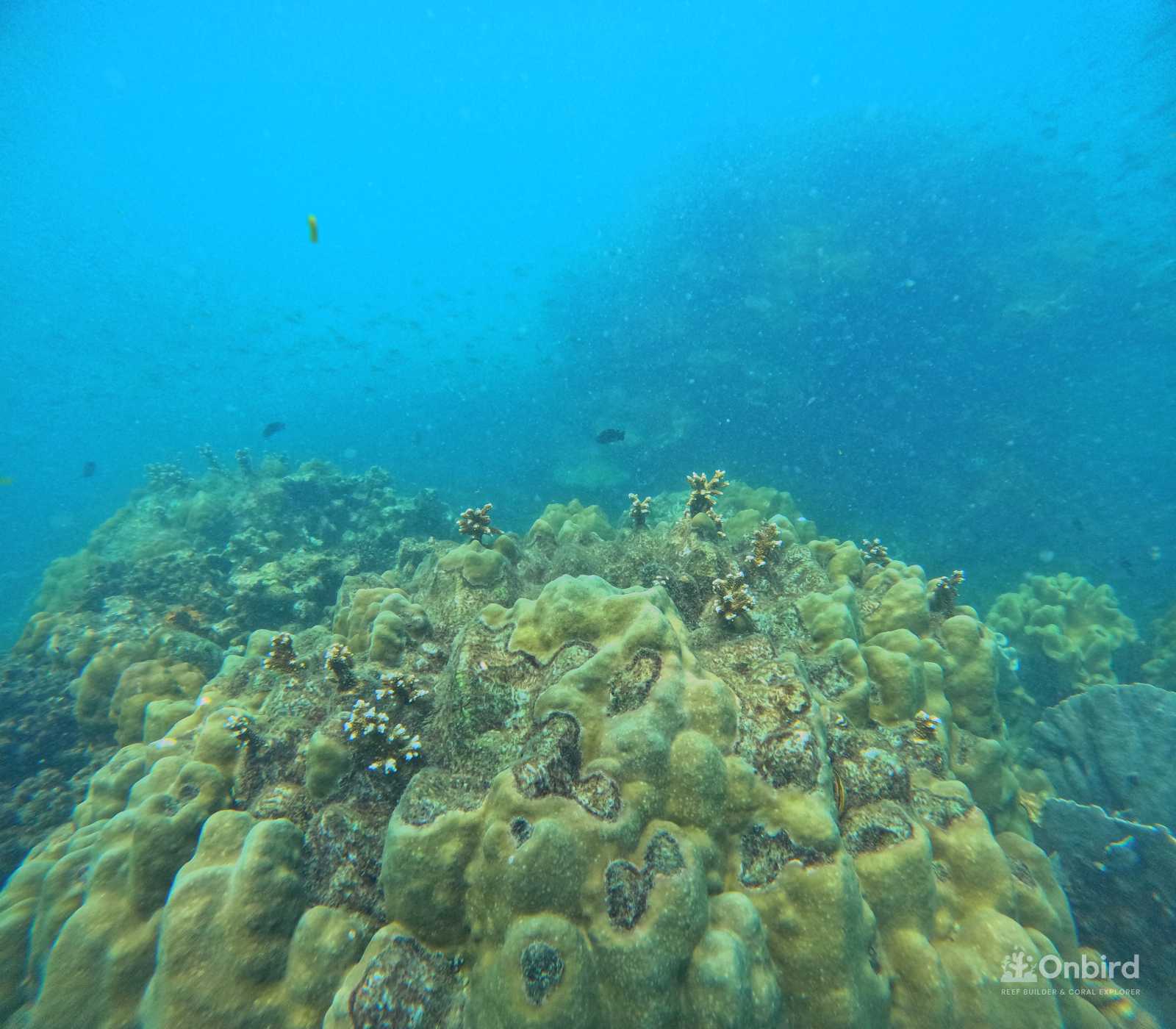Dcim100goprogopr9933.jpg