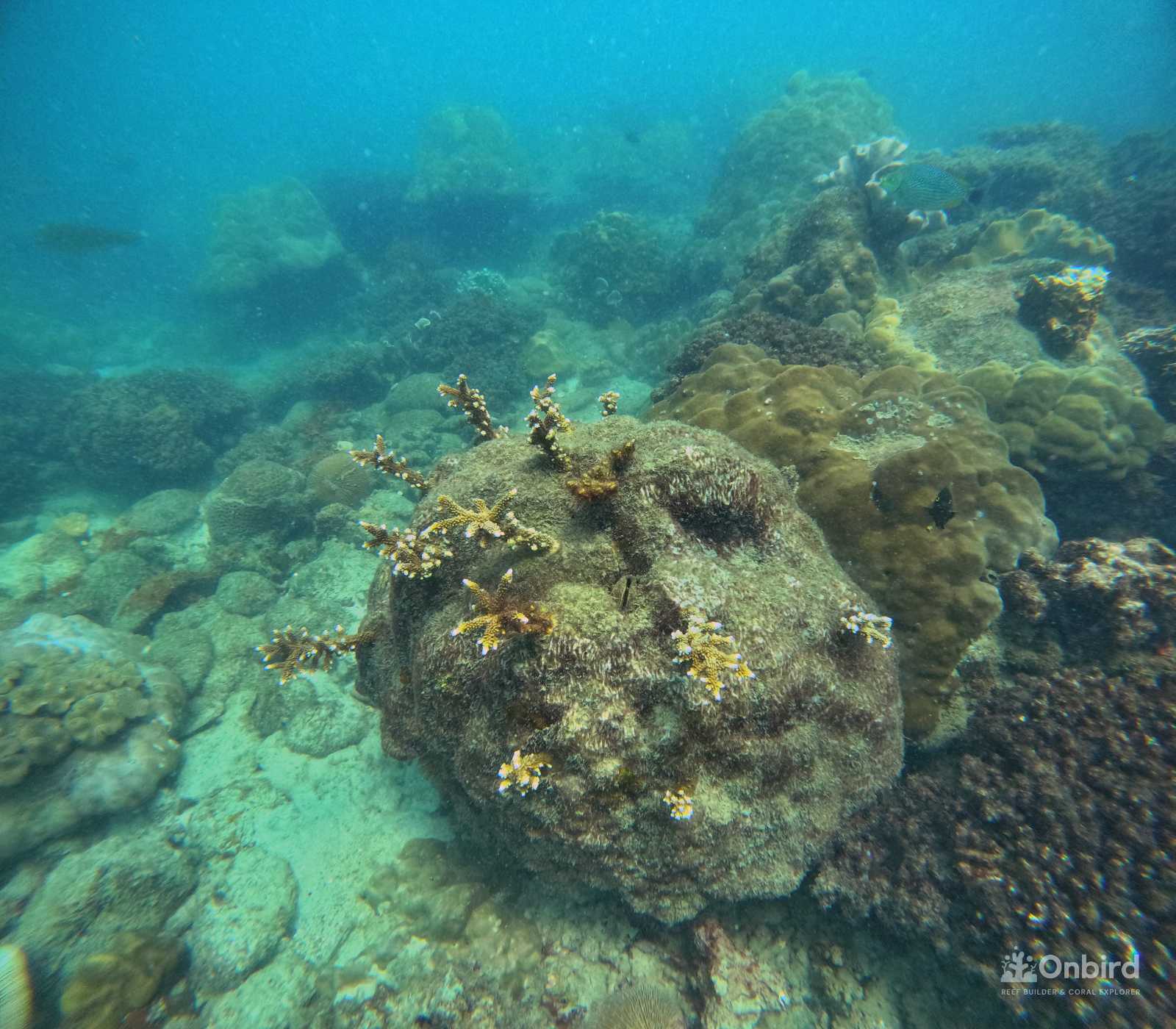 Dcim100goprogopr9939.jpg