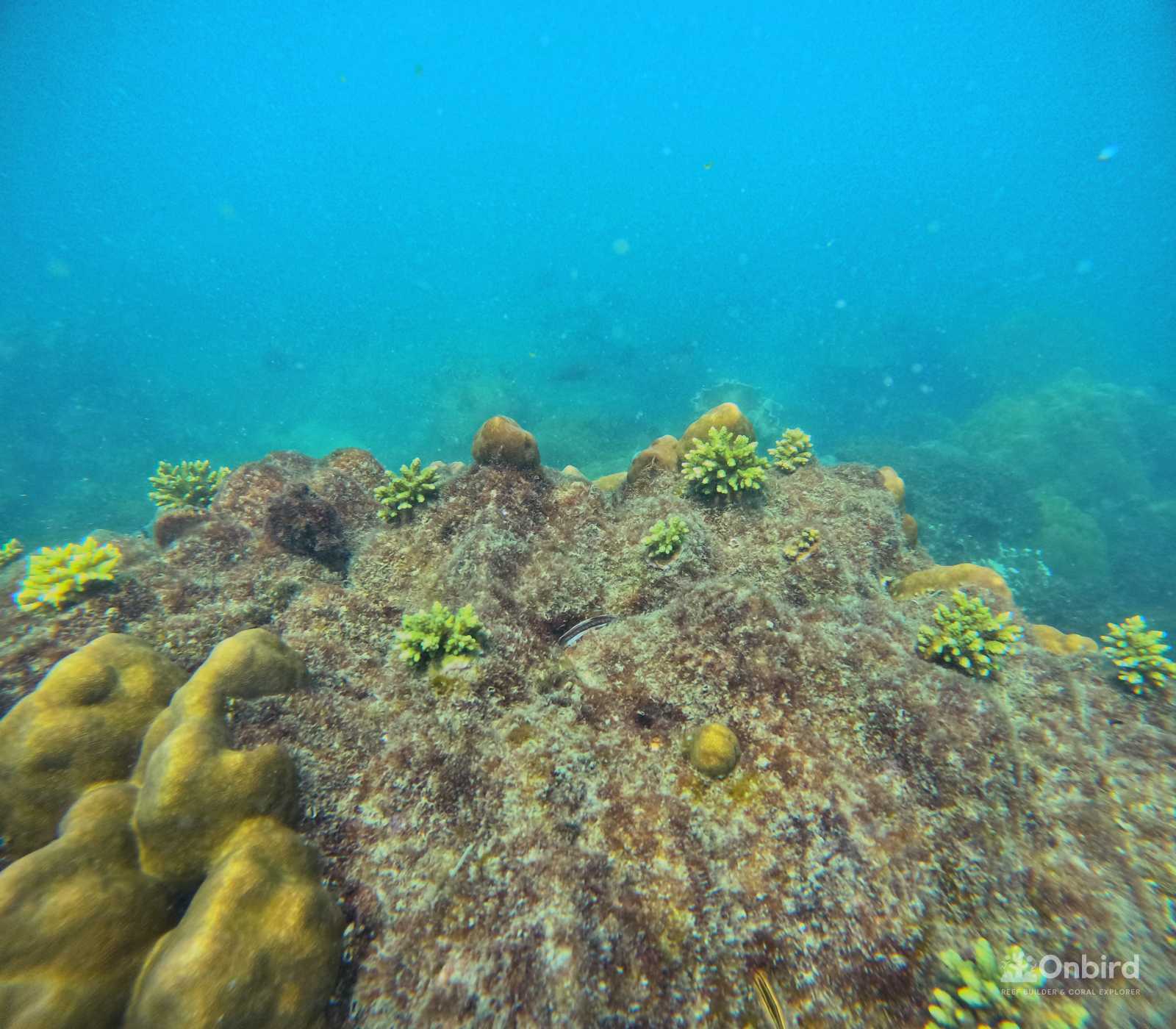 Dcim100goprogopr9946.jpg