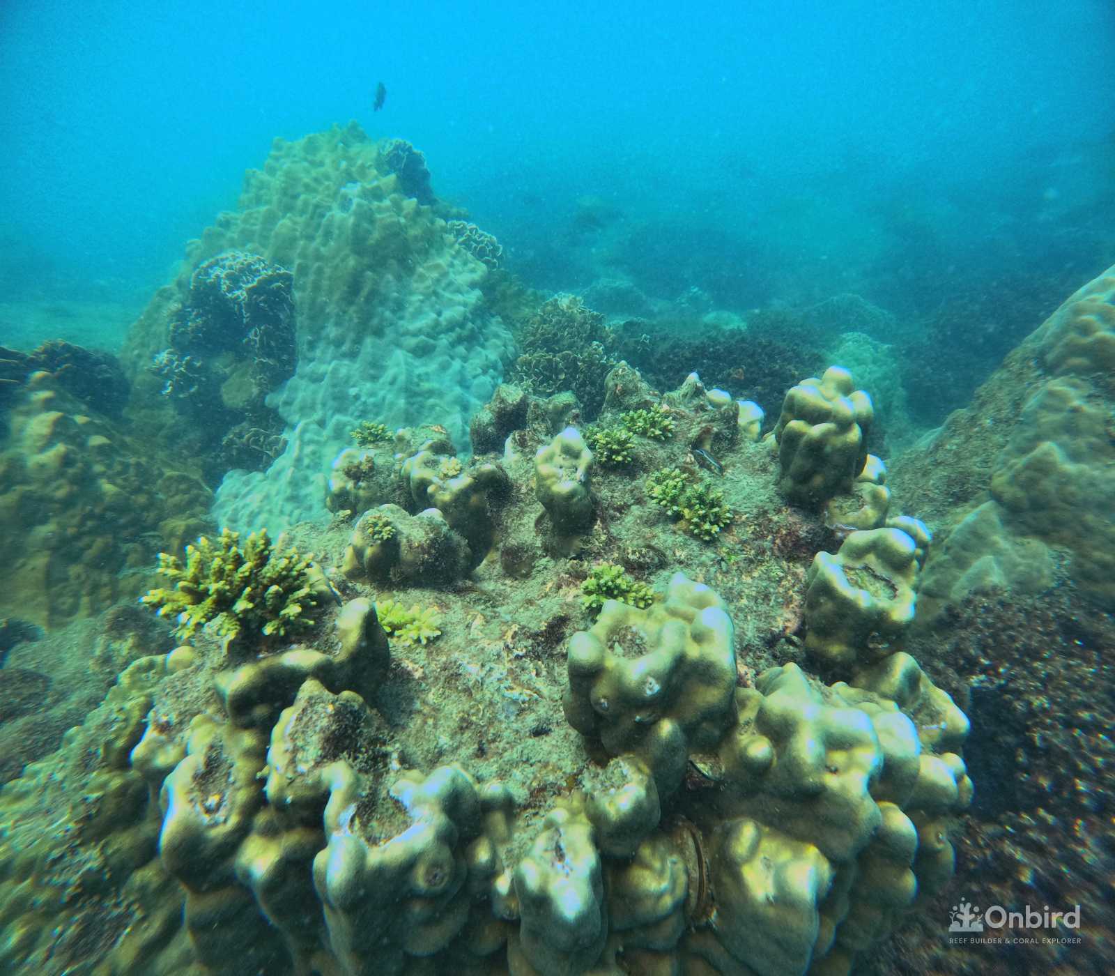 Dcim100goprogopr9953.jpg